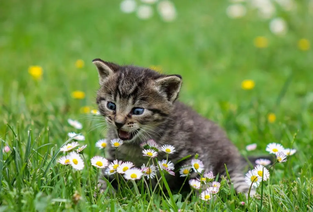 kitty