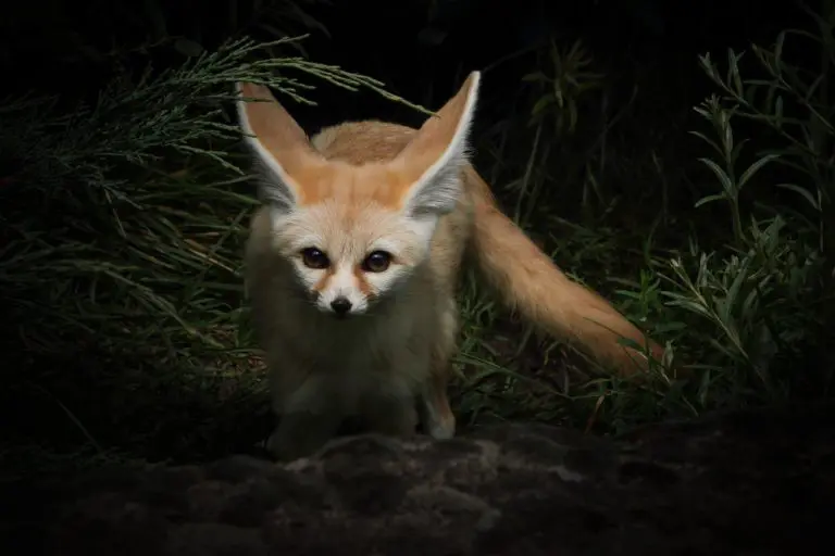 fox